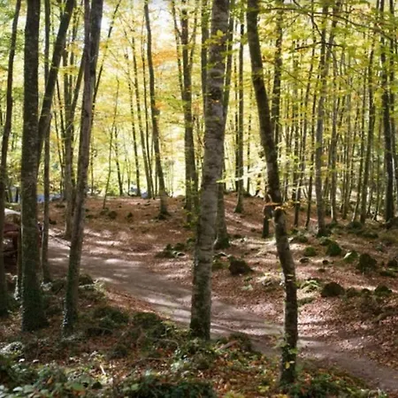 Exclusiva Caliu * Olot